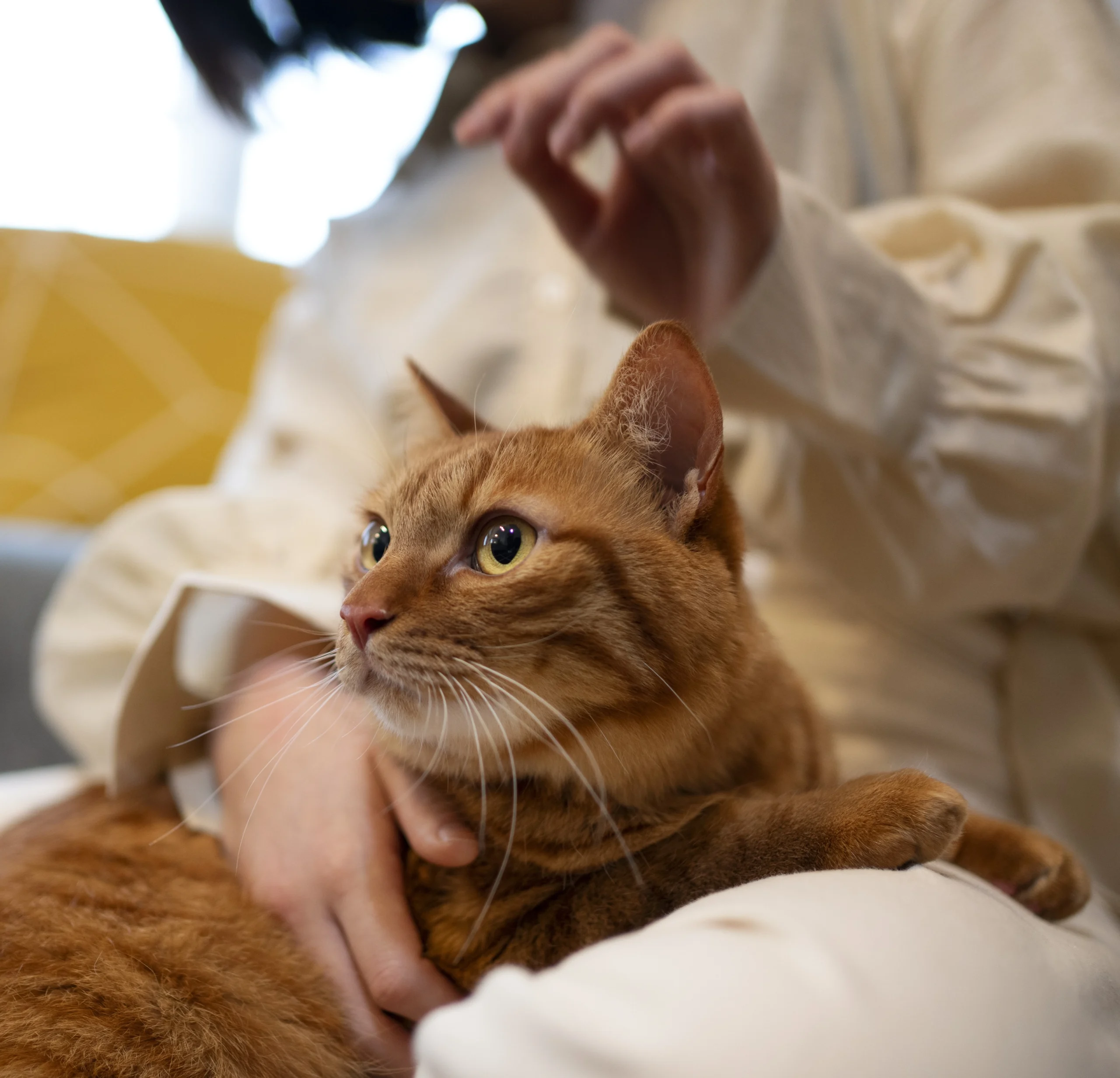 Une narratrice pendant un entretien biographique, confortablement installée dans son canapé avec son chat sur les genoux.